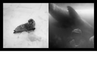 ��������Ӱ��G��rard Staron:��ż����ʵ�Ķ���