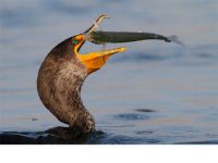 ����Ӱʦ��Salah Baazizi:���ಶʳ����˲��