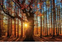 �붬ǰ���һĨ��ɫ