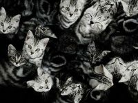 Steve Hoskins������Ӱ����