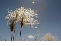 10�ž����羰��Ƭ������Ȼ���е���ҪԪ��