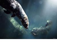 PS������������Ӱ