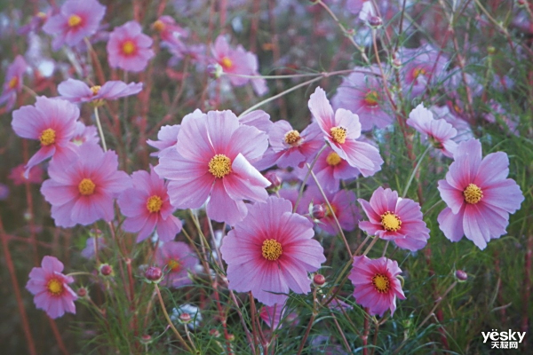 SMBֻ칫 Ῠܴbizhub C286iɫ๦ܸϻ