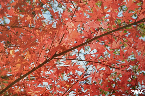 SMBֻ칫 Ῠܴbizhub C286iɫ๦ܸϻ