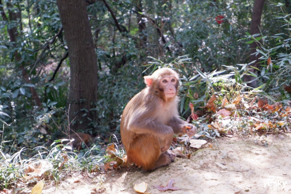 ֻ칫ɽ Ῠܴڰ׶๦ܸϻbizhub 550i