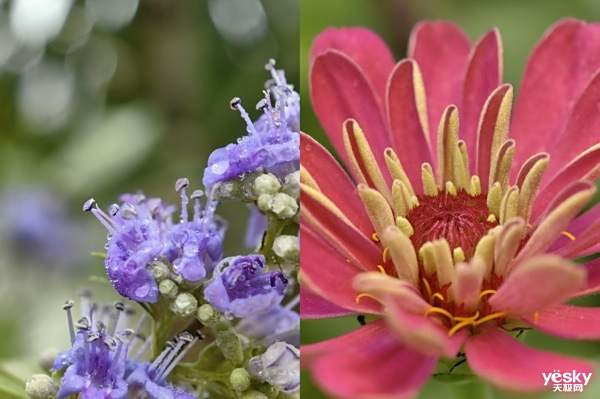 ˫ʧͻΪMate 50ϵУڿƼԸ߶ˣ