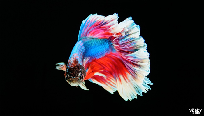 ʵּõռ TCL QD-Mini LED콢X11H